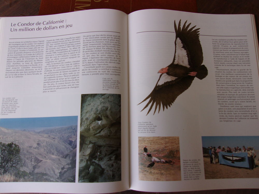 Demain les oiseaux Livres et BD