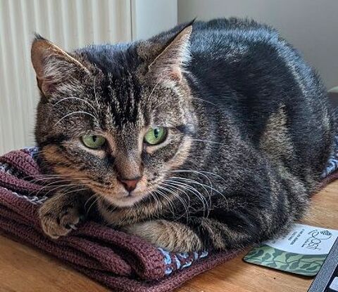 MELISSA FEMELLE TIGRE GRIS 4 ANS 195 92260 Fontenay-aux-roses