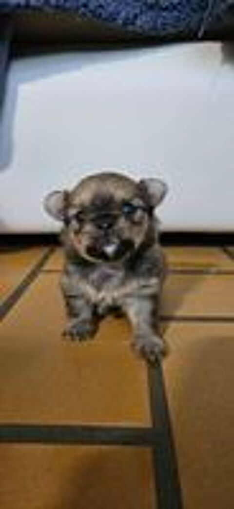   chiot chihuahua femelle 