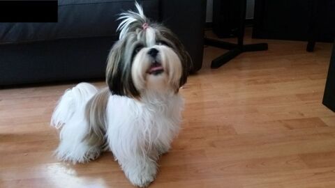 Garde chien petit gabarit ? Maison + jardin clos |Colomiers 0 31770 Colomiers