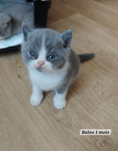 Beau chaton british shorthair Loof bleu et blanc &agrave; r&eacute;server 1250 26100 Romans-sur-is�re
