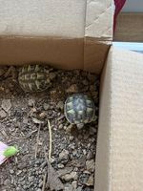   bb reptile 