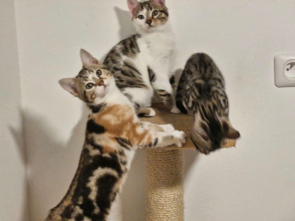   Don chaton femelle 4 mois répondant au nom de Lena
