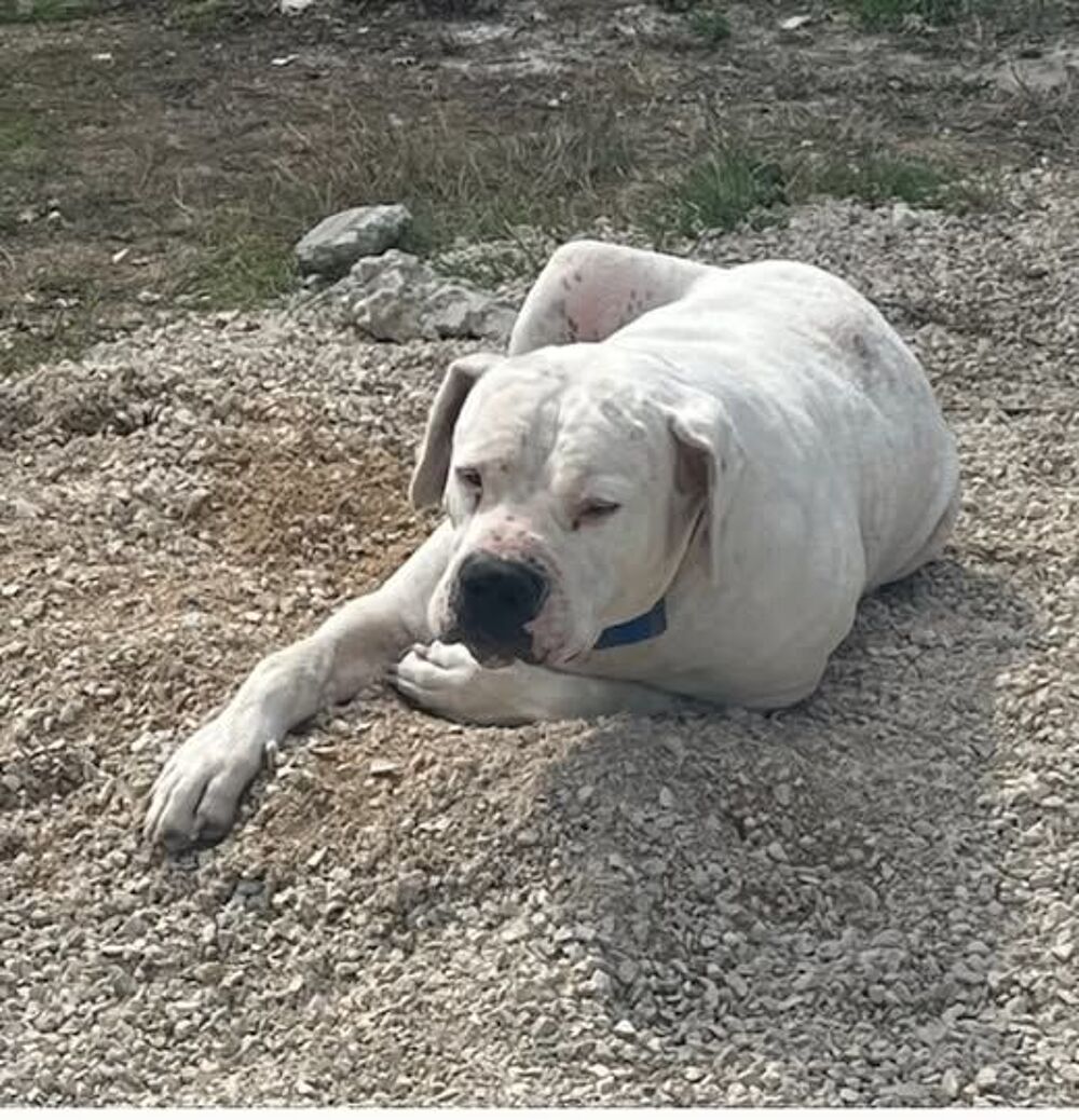   Chien ODIN � l adoption 