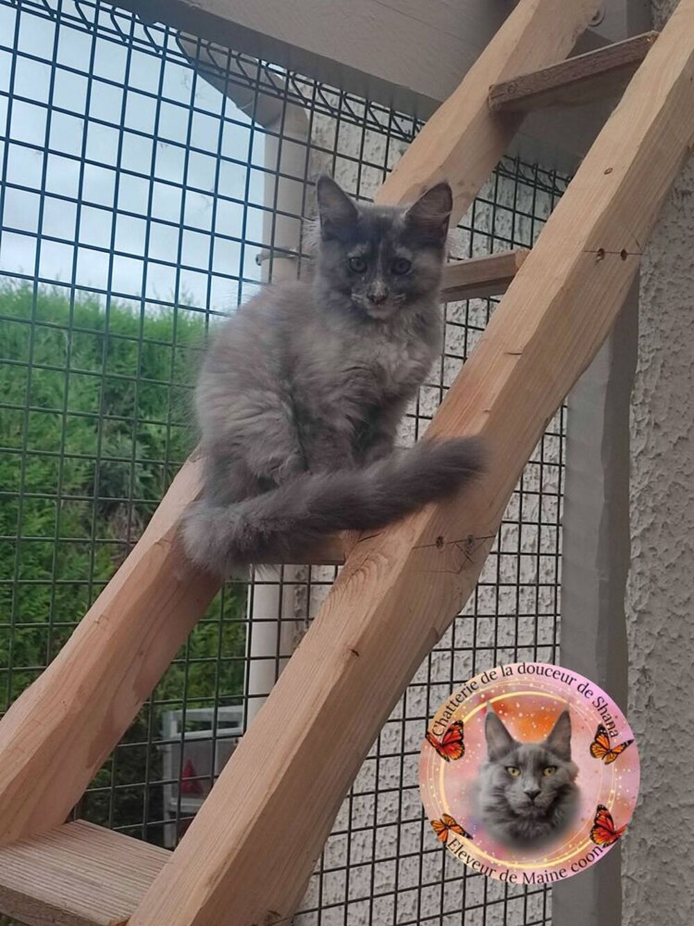   Superbes femelles Maine Coon  
