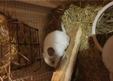   bbs chinchilla contre bon soins blanc  