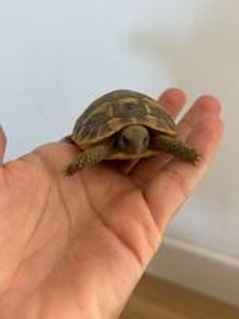   Tortue 1 an  