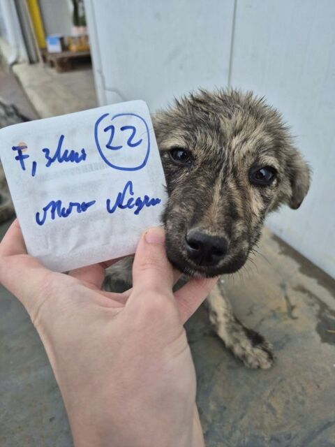Nash &agrave; l'adoption 320 67000 Strasbourg