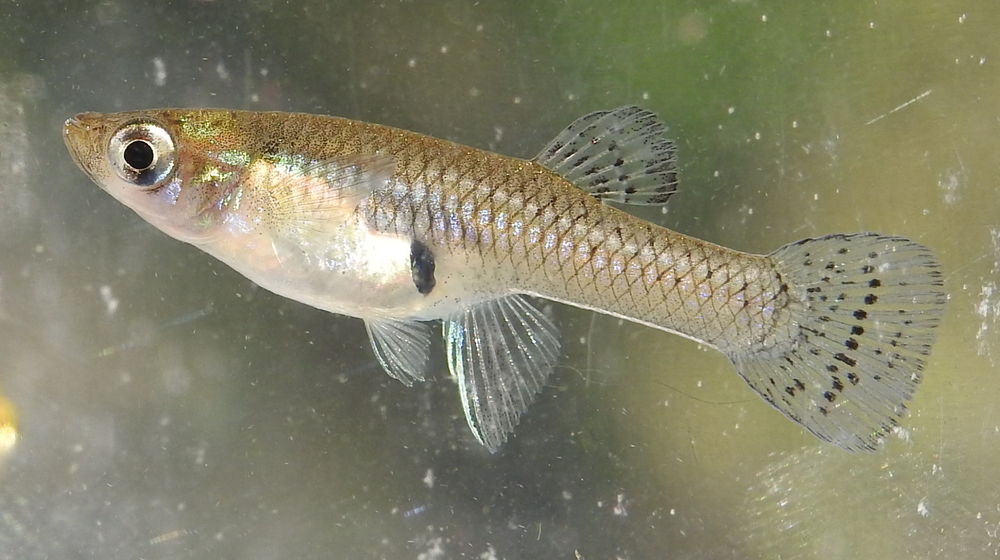   gambusies (guppy d eau froide) 