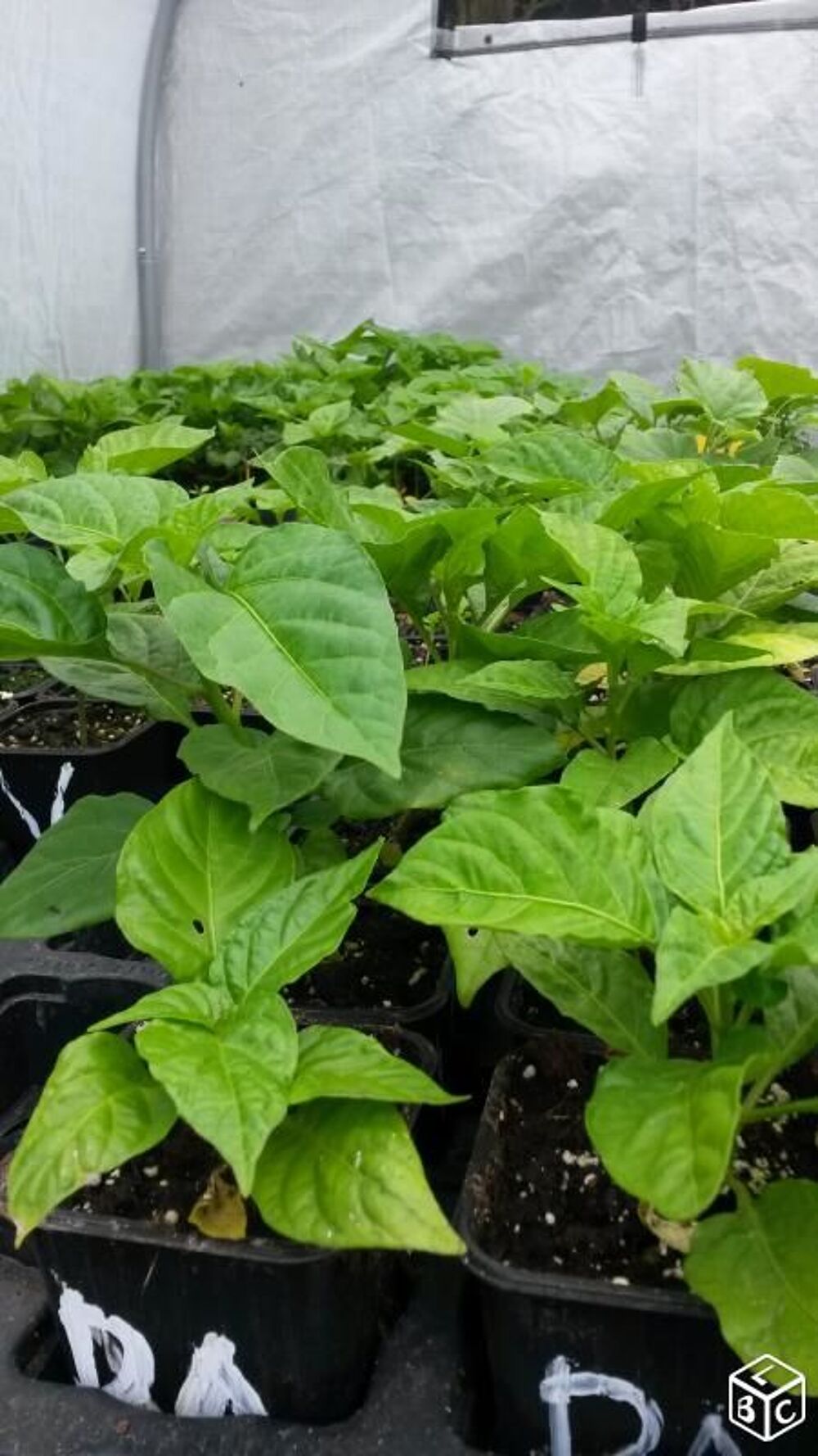 Plants piment HABANERO bondamanjak des Antilles Jardin