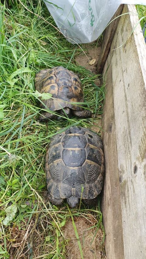 Femelle tortue reproductrice 1 31000 Toulouse