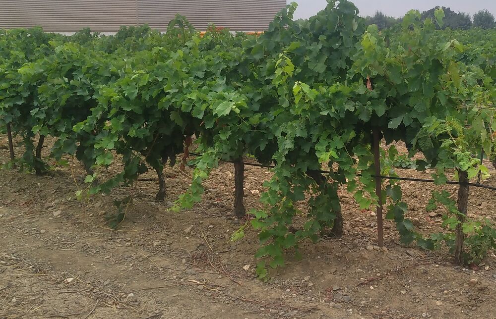Vente Terrain 7 ha vignes irriguées Pépieux