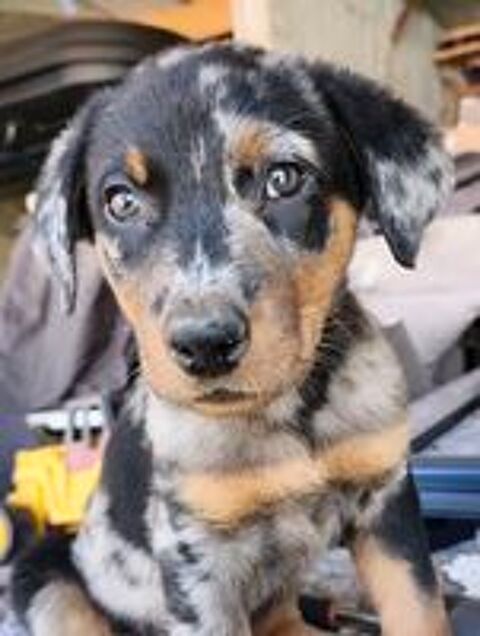   Mâle beauceron arlequin pure race non lof  