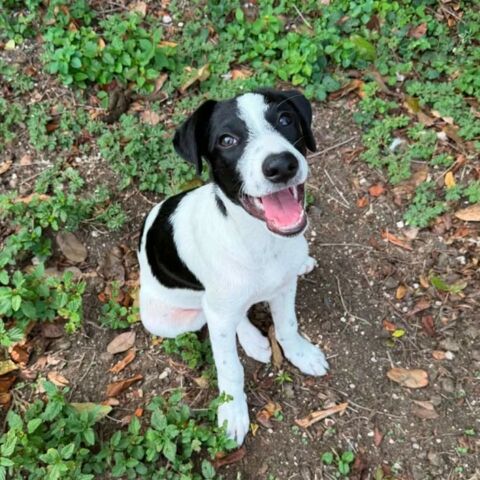 ✨️ TANIN ✨️ 🐶 290 57200 Wiesviller