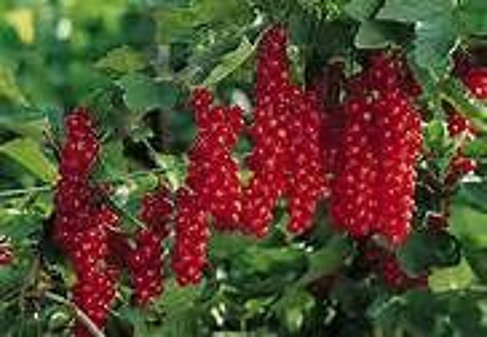 2 plants de groseilliers rouges Jardin