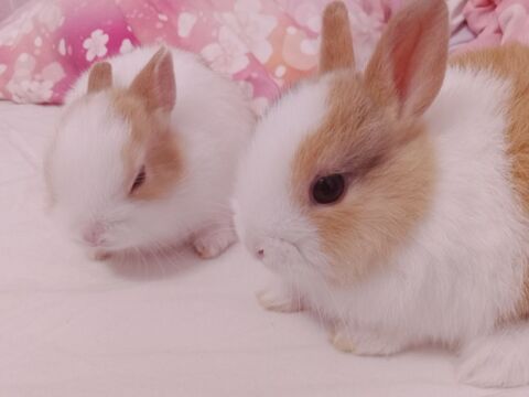 Lapin nain 20 91410 Dourdan