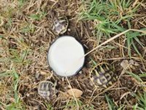   Tortues juvéniles entre nimes et montpellier  