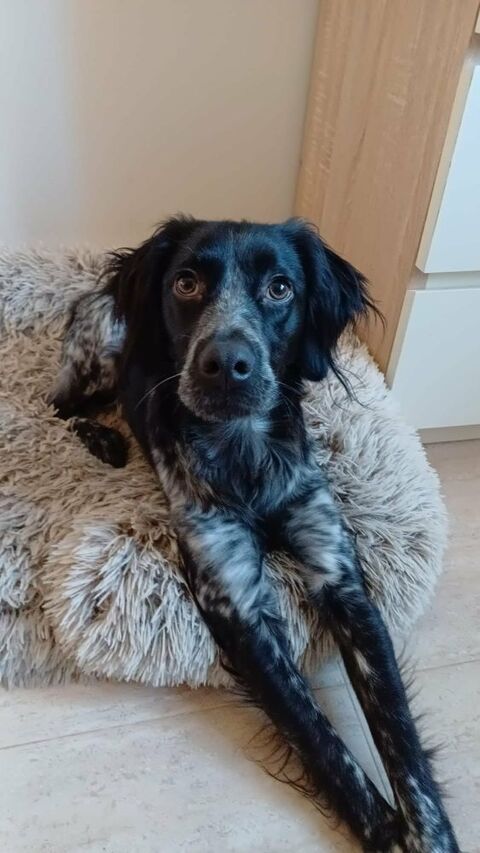 DANDY, 1 an petit &eacute;pagneul Breton  315 24140 Douville