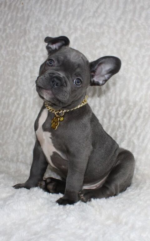 Chiot bouledogue fran&ccedil;ais bleu 0 75001 Paris