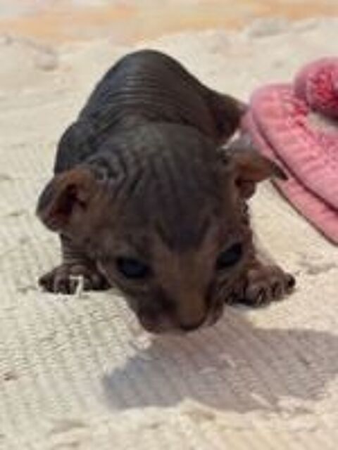  Chatons sphinx 