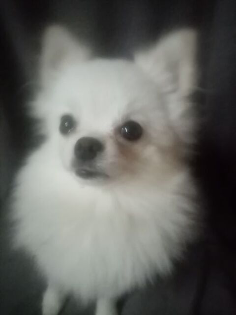 Chienne Spitz Pomeranian 1 66000 Perpignan
