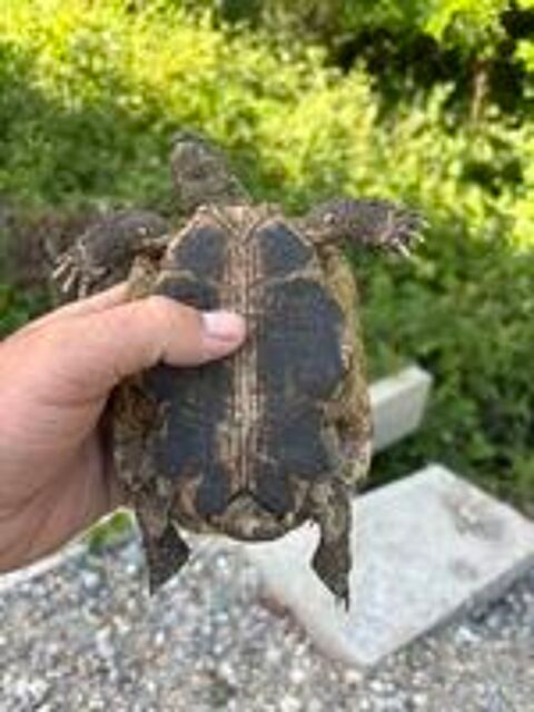   Tortue de terre adulte  