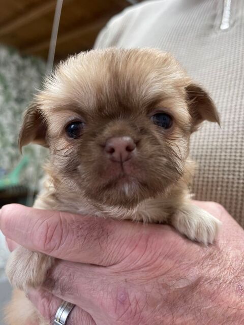 Chiots M&acirc;le & femelles chihuahua poil long &court 950 81000 Albi