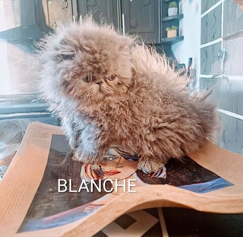 VENDS PERSAN LOOF BLEUS 580 54300 Moncel-lès-lunéville