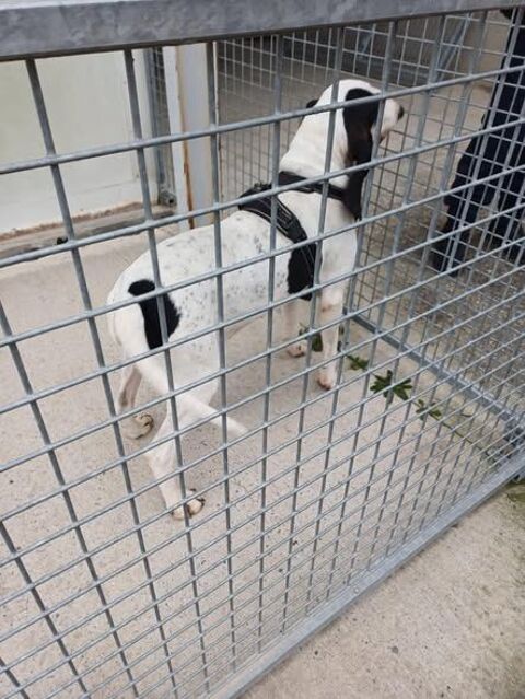 Chien MILOU &agrave; l adoption 210 26400 Crest