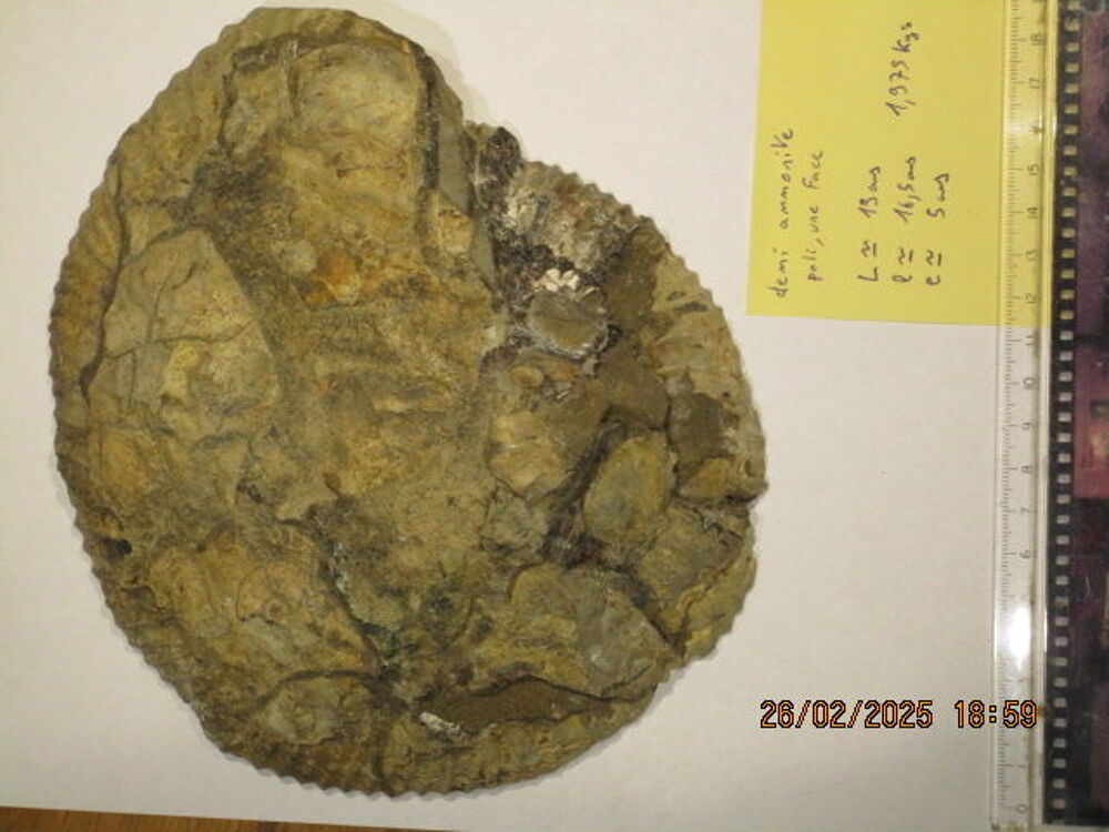 Demi Ammonites de Madagascar 