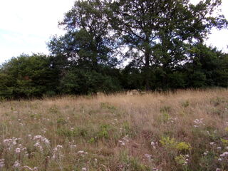  Terrain � vendre 11000 m�