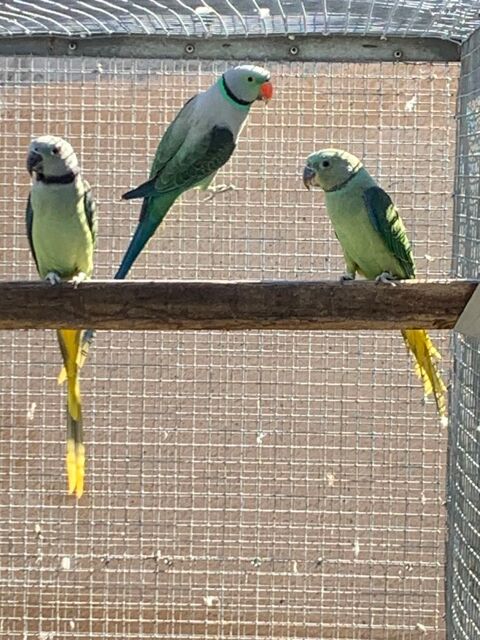 Perruche Malabar 350 85140 Chauch�