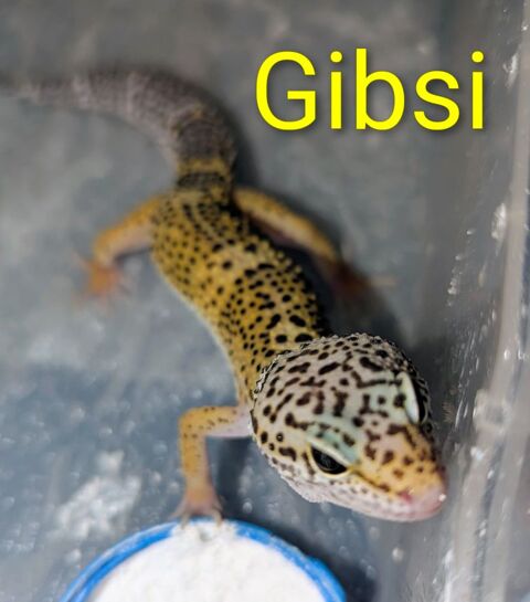 Geckos léopard juveniles 50 78310 Maurepas