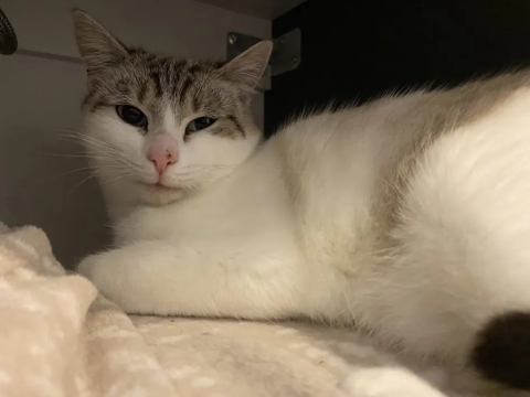 Mielle 120 44000 Nantes