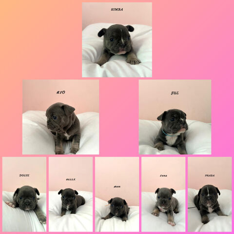 Bouledogue français 0 77670 Vernou-la-celle-sur-seine