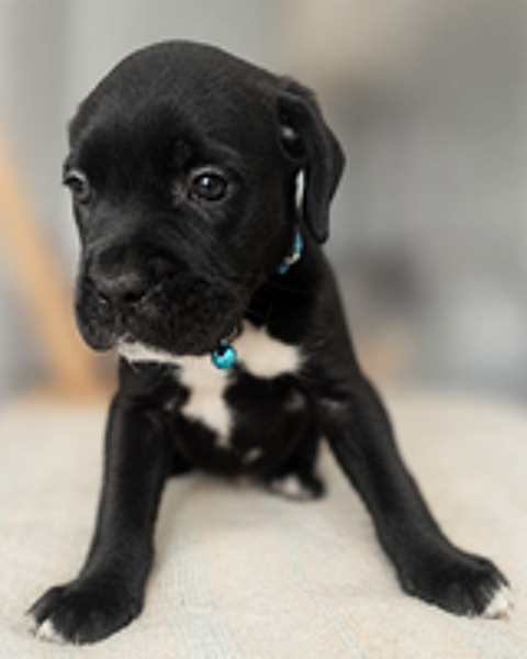   Chiots cane corso 
