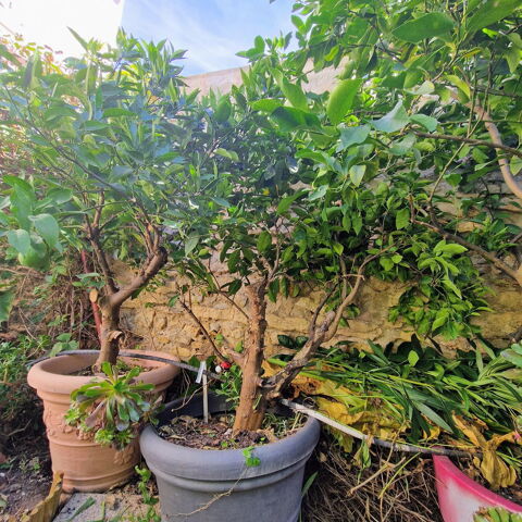 oranger et citronniers avec pot 290 Ch�teaurenard (13)