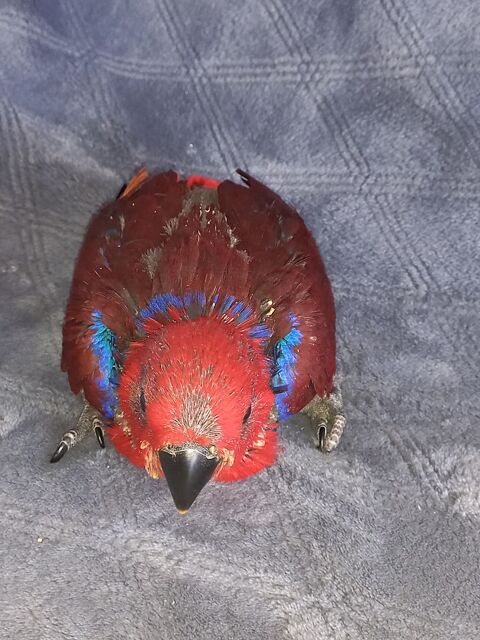 Eclectus femelle 750 79000 Niort