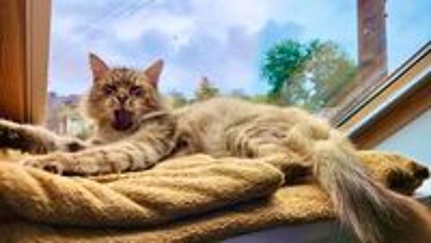   Zinia, adorable chatte à adopter 