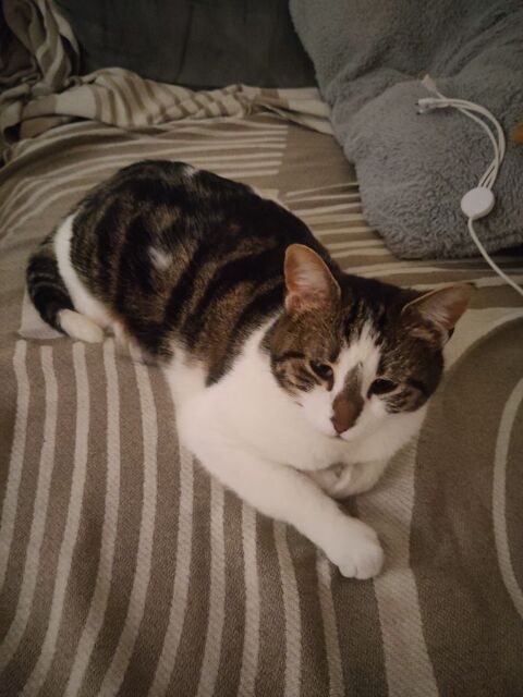 Donne chat cause allergie - tte mignonne 0 38960 Saint-aupre