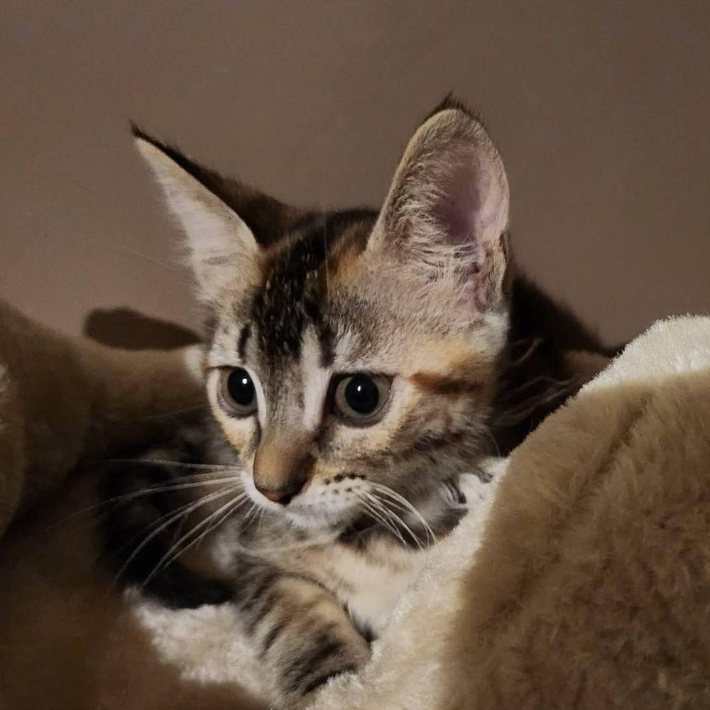   BIANCA, jolie minette a l'adoption  