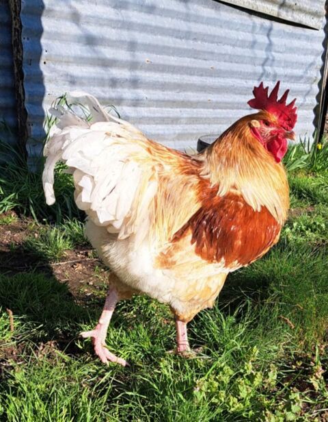 Coq ? 20 37130 La chapelle-aux-naux