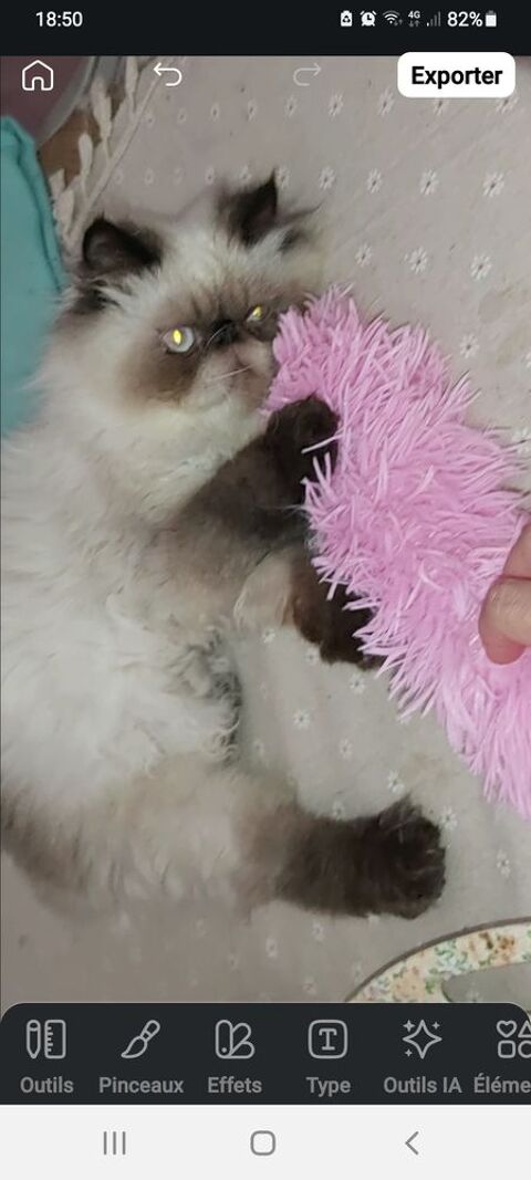 PERSAN COLOURPOINT LOOF 500 45100 Orleans