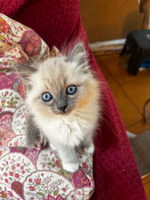   Chatons papa sacre de birmanie 