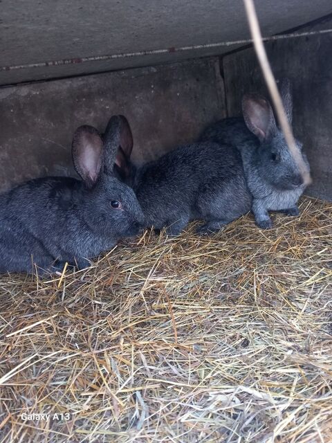 Lapins argente de champagne 20 44170 Vay