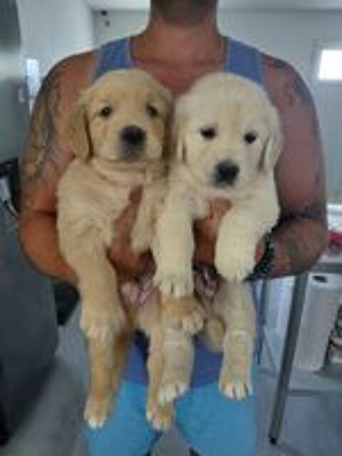   GOLDEN RETRIEVER NON LOF 