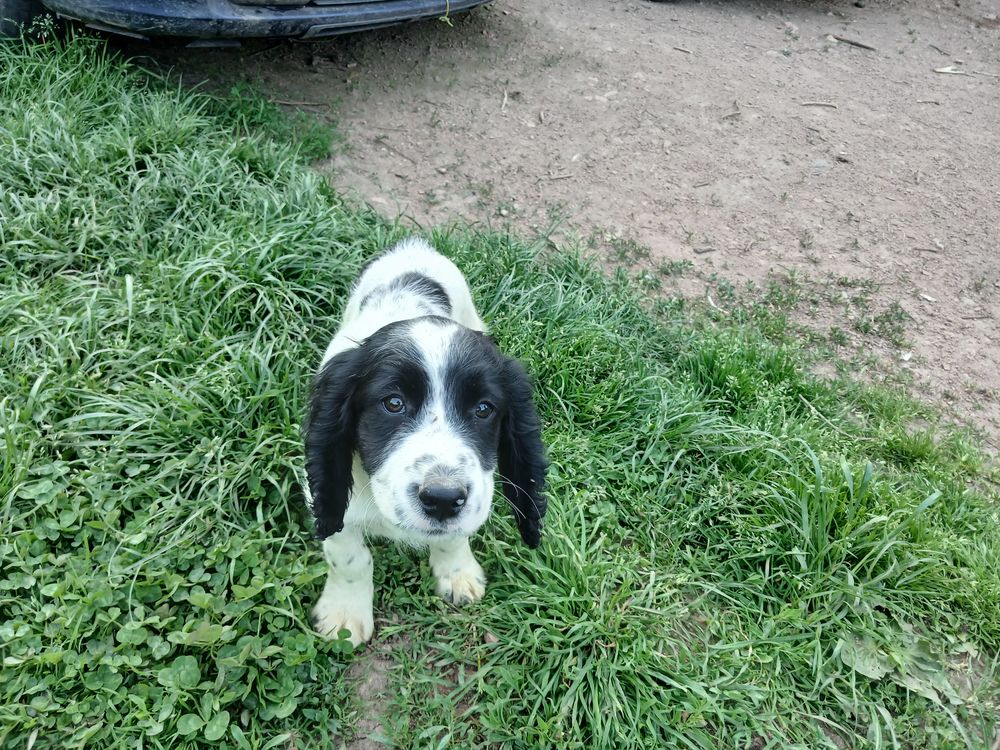  Cocker  