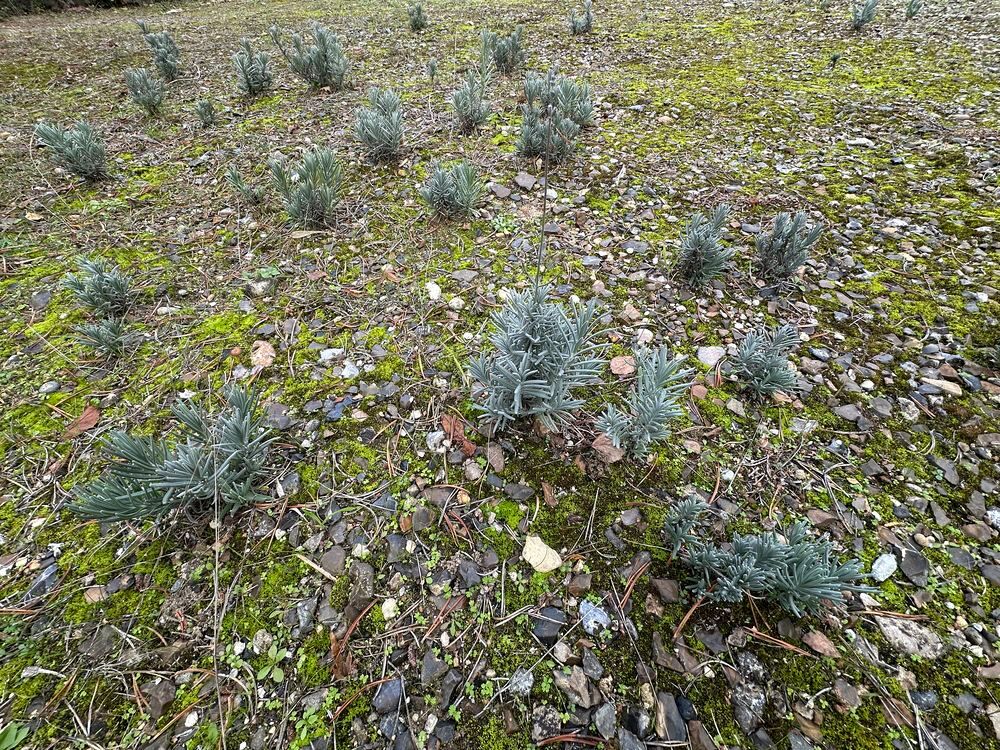 Superbes lavandes racine nues
Jardin