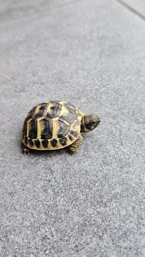 bébé tortue hermann 50 31450 Pompertuzat
