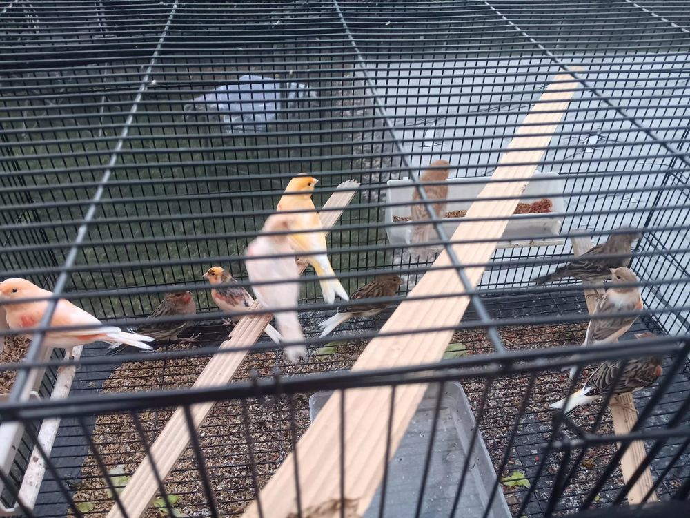   Canari mosaïque  